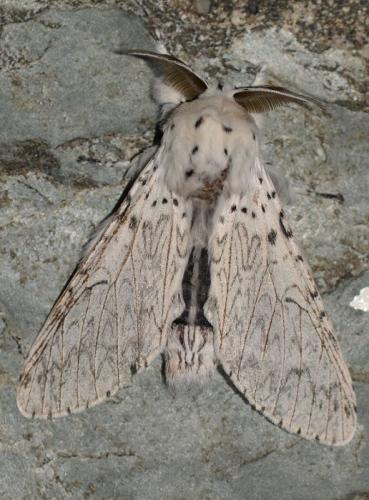 Cerura erminea